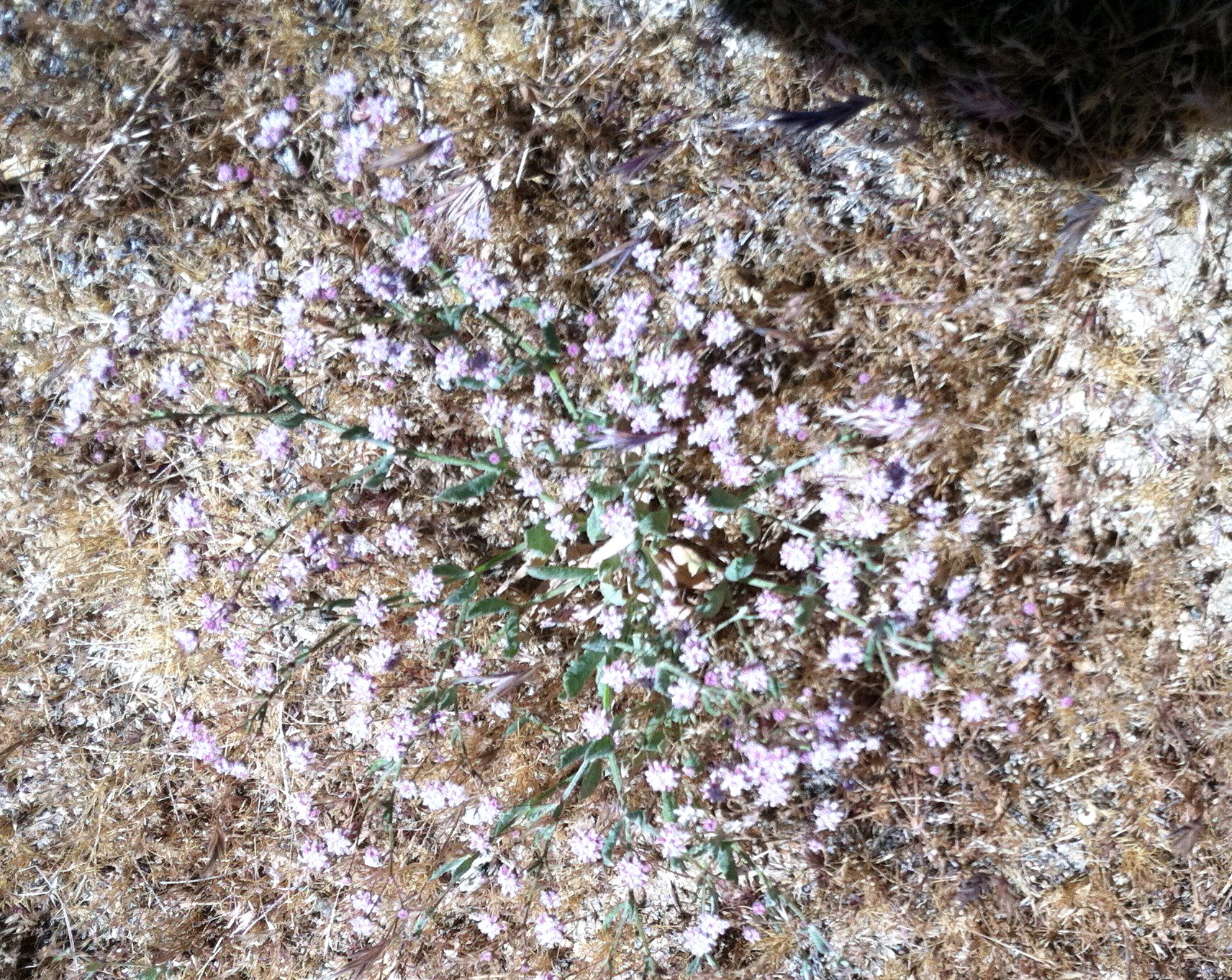Eriogonum maculatum (Spotted wild buckwheat), native California herb