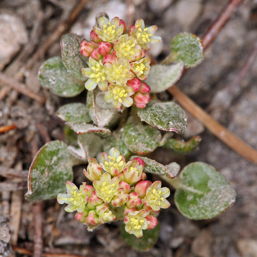 Eriogonum marifolium var. marifolium (Marum-leaf wild buckwheat), native California perennial