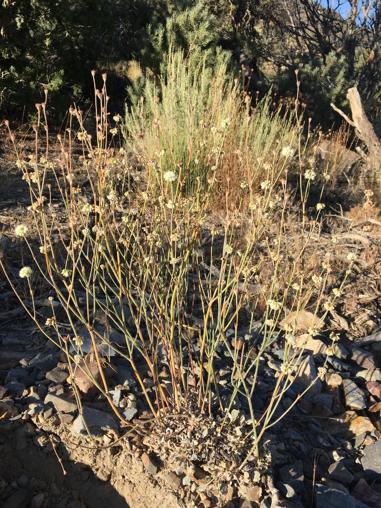 Eriogonum mensicola (Pinyon mesa buckwheat), native California herb