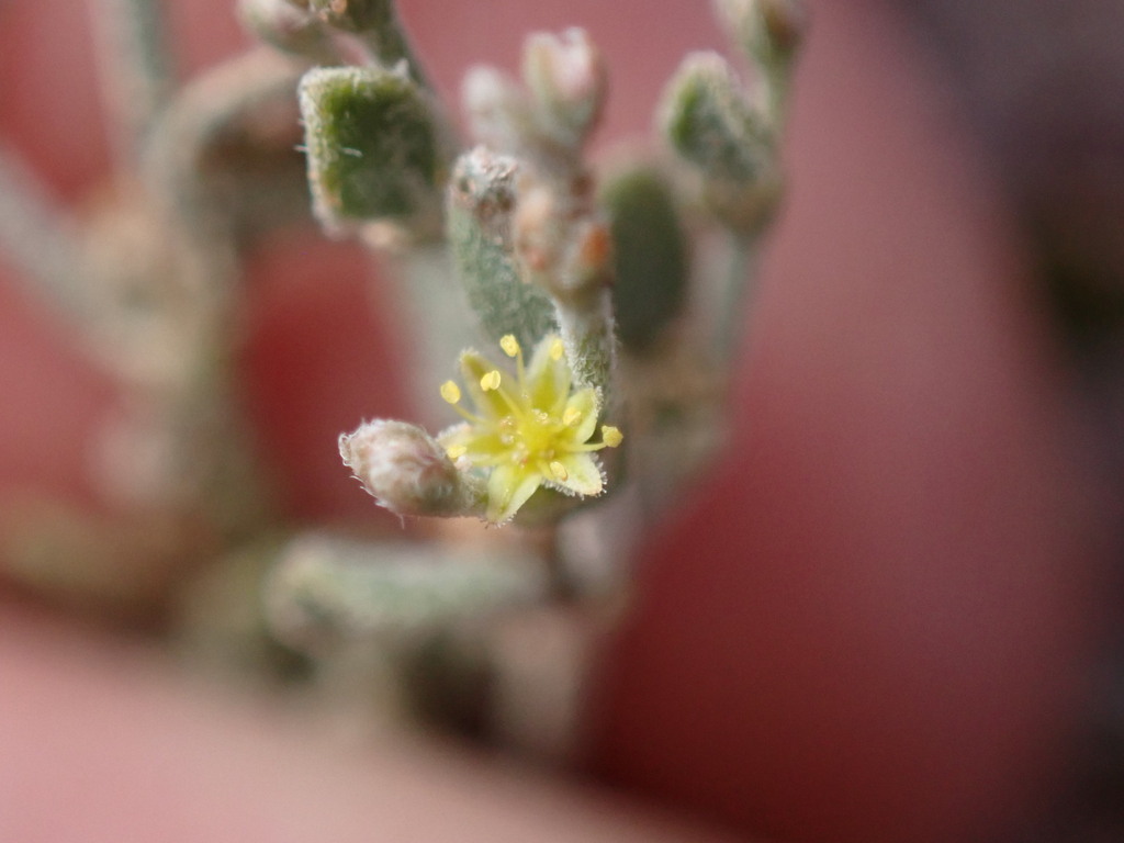 Eriogonum microtheca — parent species of Eriogonum microtheca var. johnstonii