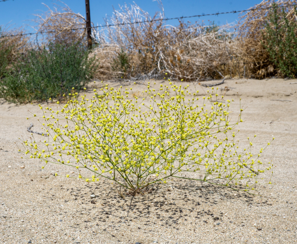Eriogonum mohavense (Western mojave wild buckwheat), native California herb