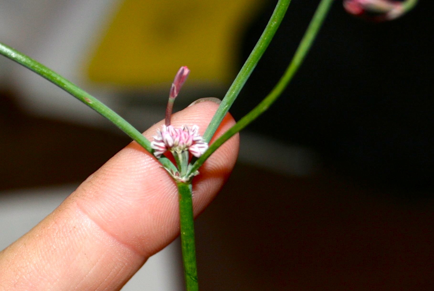 Eriogonum molestum (Pineland wild buckwheat), native California herb