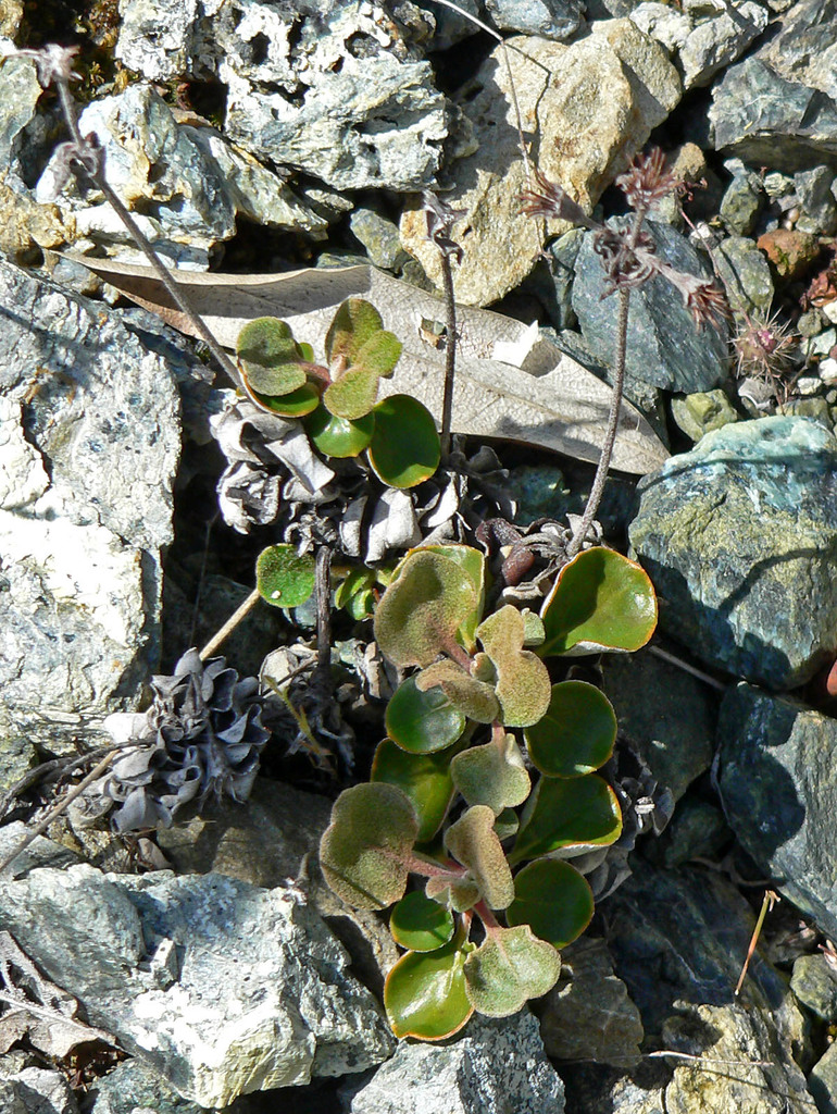 Eriogonum nervulosum (Snow mountain buckwheat), native California subshrub