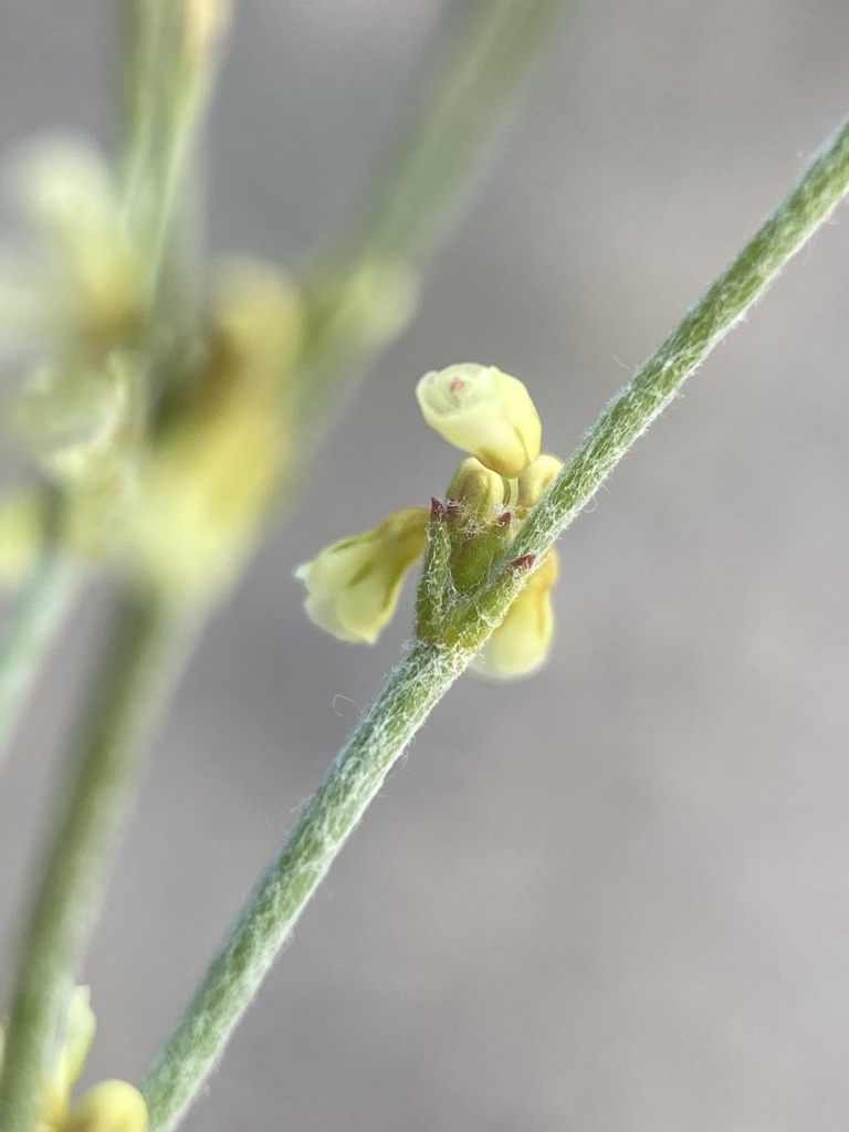 Eriogonum nidularium (Birdnest wild buckwheat), native California herb