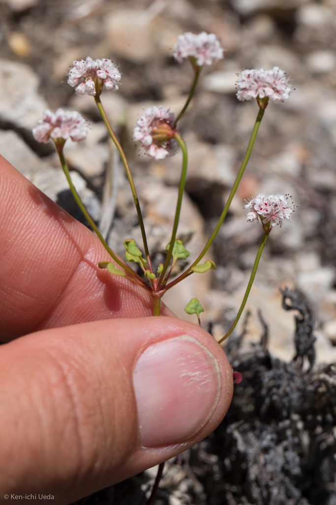Eriogonum nortonii (Pinnacles buckwheat), native California herb