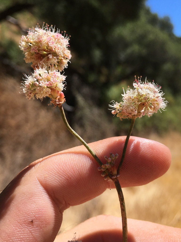 Eriogonum nudum — parent species of Eriogonum nudum var. nudum