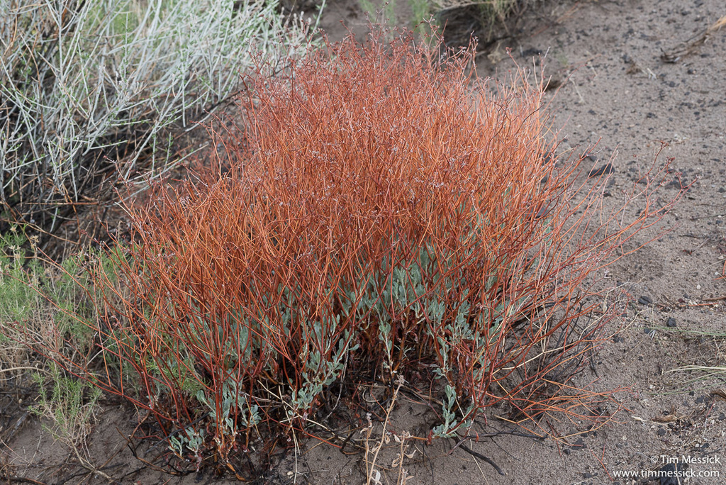 Eriogonum nummulare (Money wild buckwheat), native California shrub