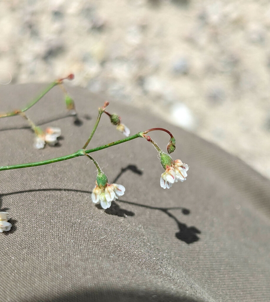 Eriogonum nutans (Dugway buckwheat), native California herb