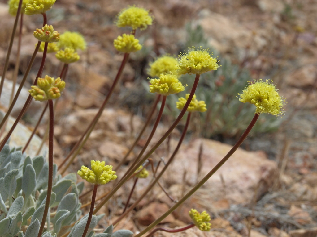 Eriogonum ochrocephalum var. ochrocephalum (Ochre-flowered buckwheat), native California subshrub