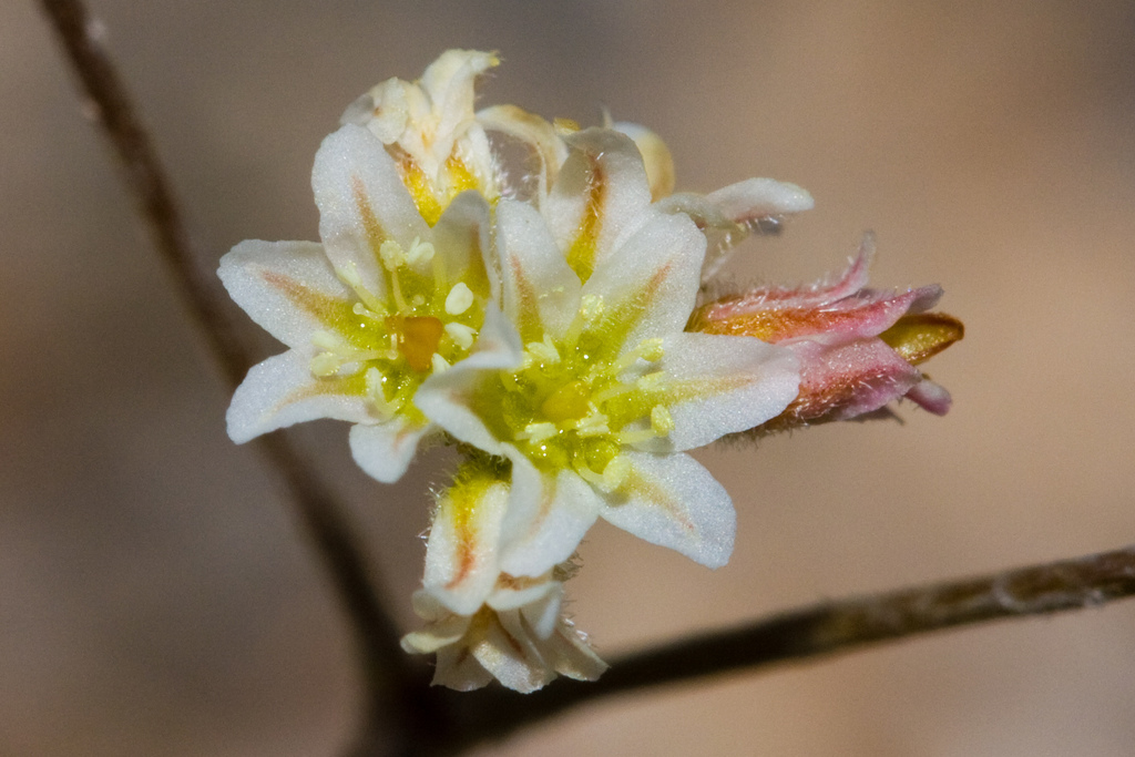 Eriogonum ordii (Fort mohave wild buckwheat), native California herb