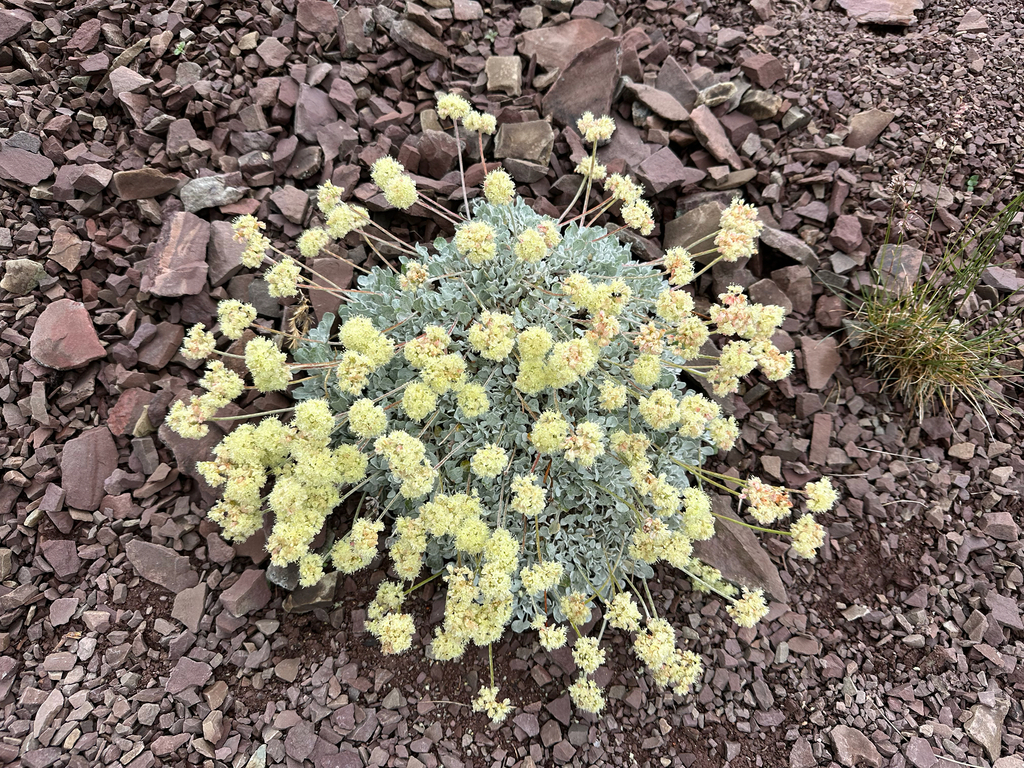 Eriogonum ovalifolium var. monarchense (Monarch buckwheat), native California perennial