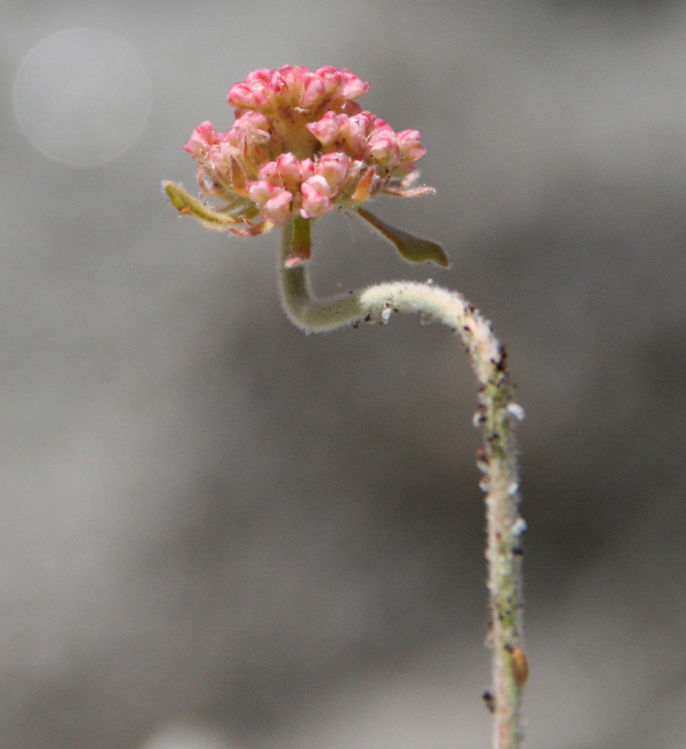 Eriogonum ovalifolium var. purpureum (Purple cushion wild buckwheat), native California subshrub