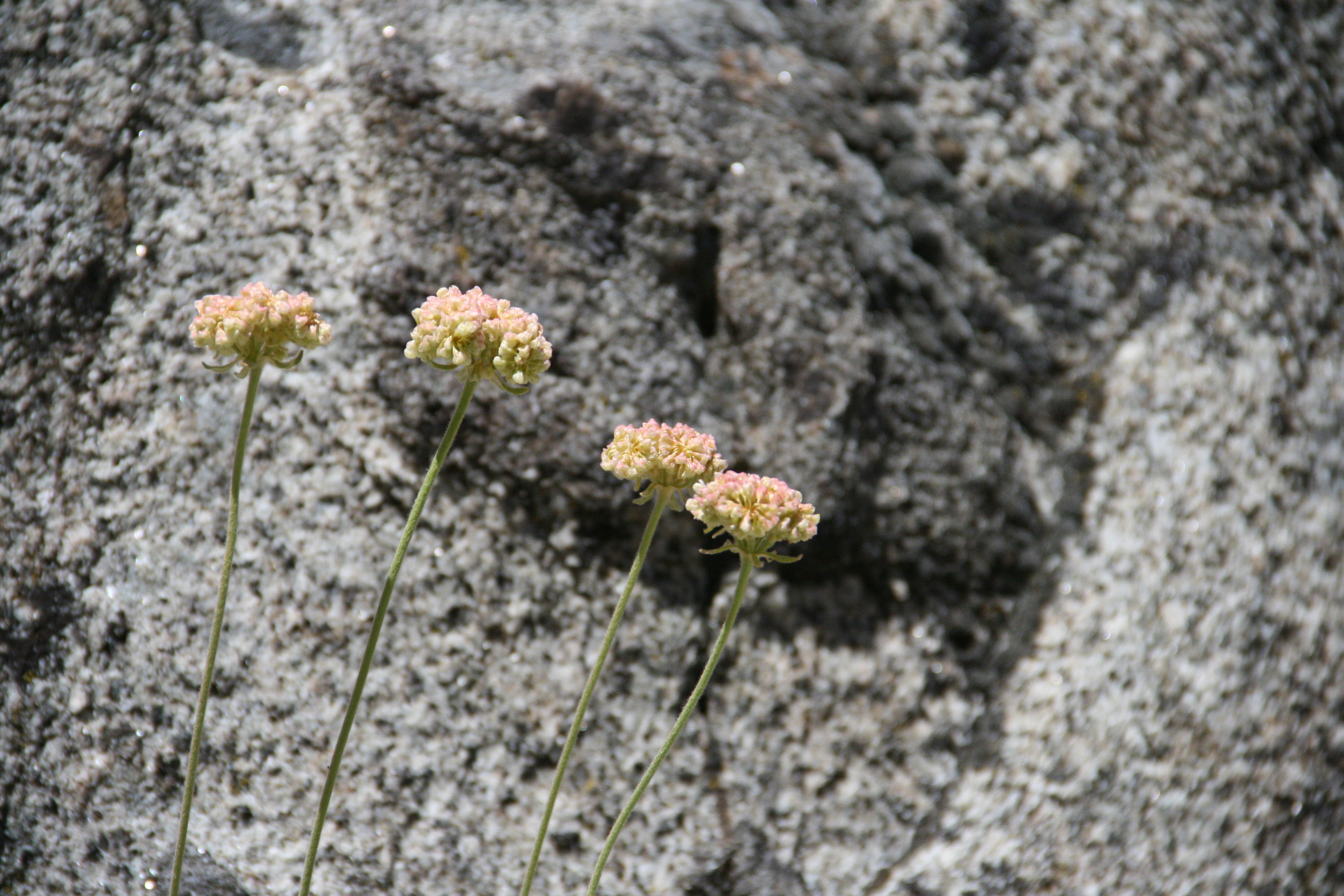 Eriogonum ovalifolium (Cushion buckwheat), native California subshrub