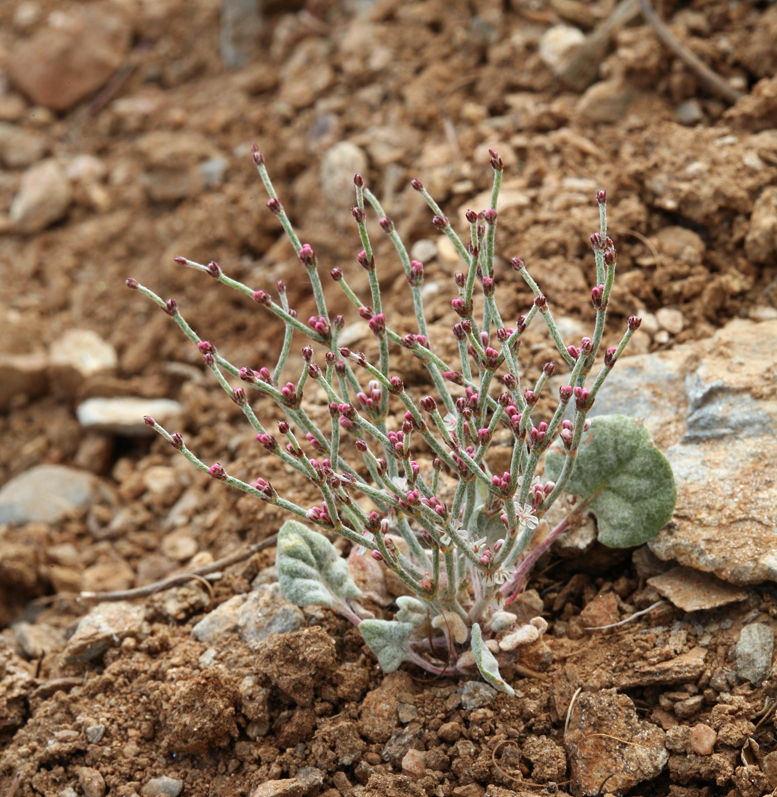 Eriogonum palmerianum (Palmer's wild buckwheat), native California herb
