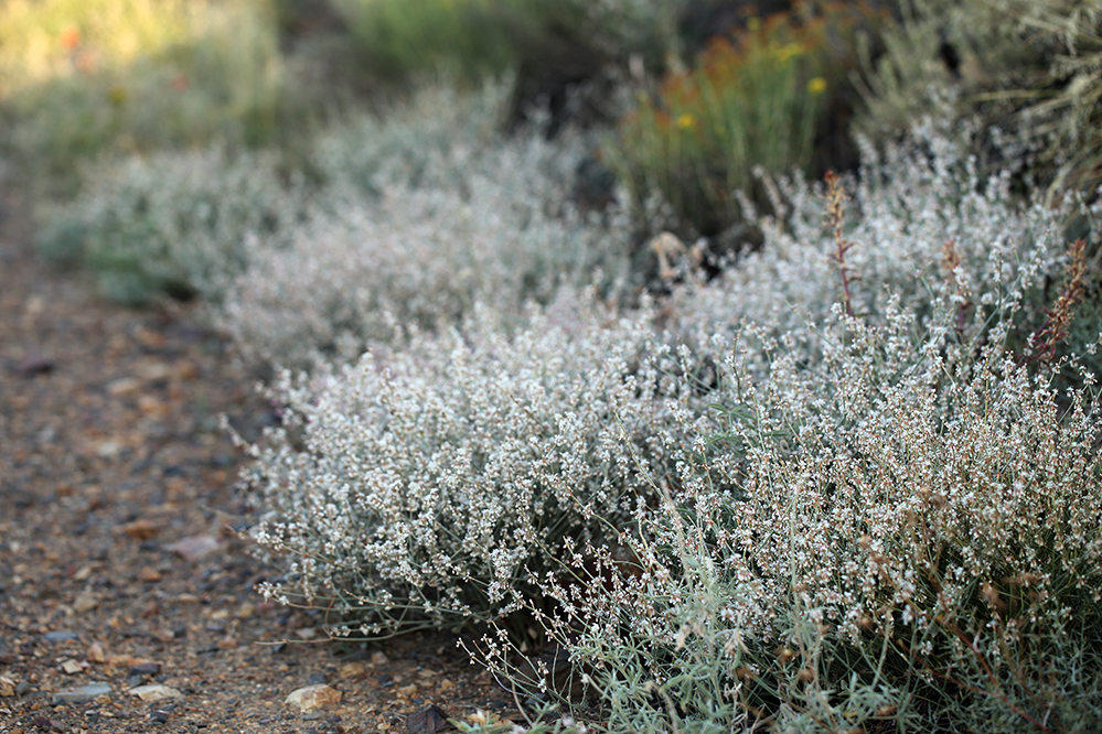 Eriogonum panamintense (Panamint mountain wild buckwheat), native California herb
