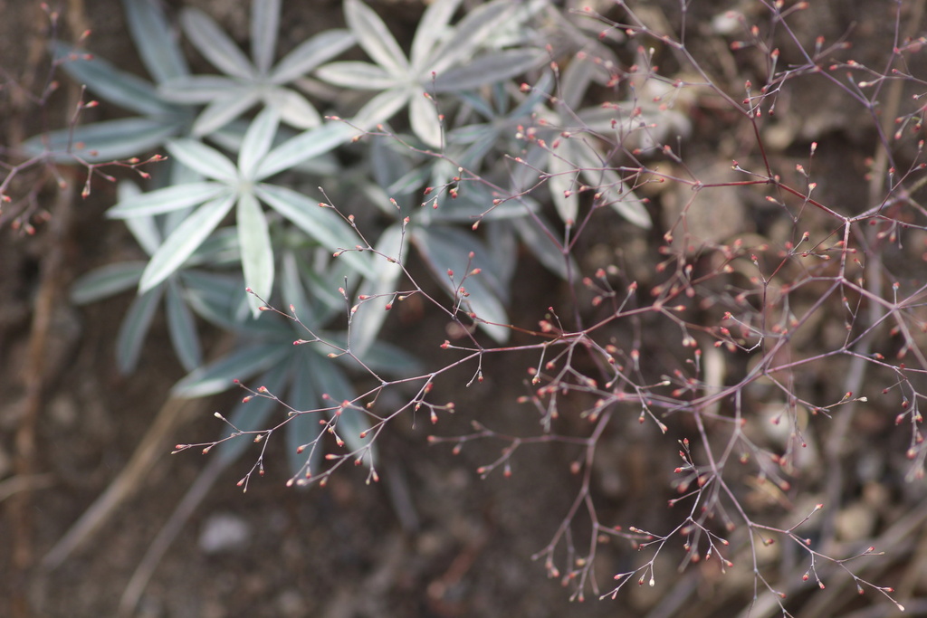 Eriogonum parishii (Parish's wild buckwheat), native California herb