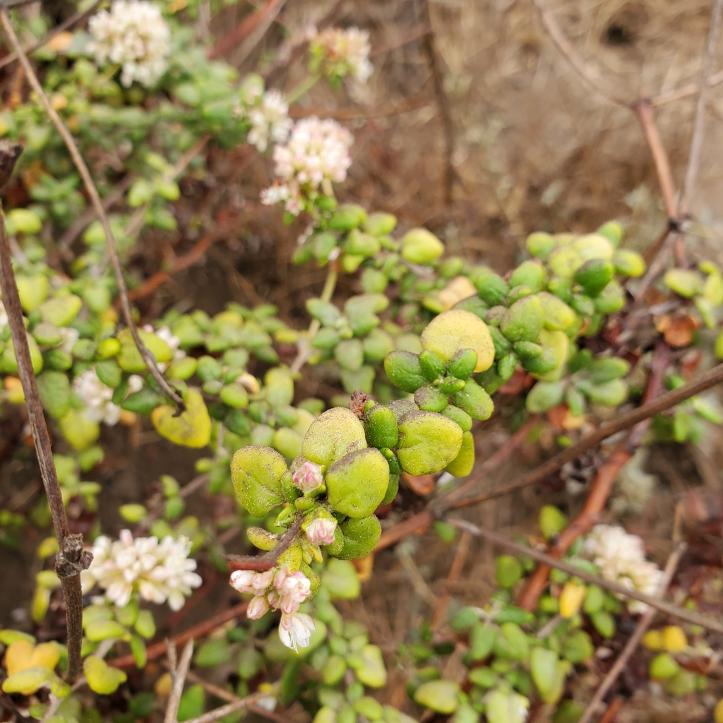 Eriogonum parvifolium (Seacliff wild buckwheat), native California shrub