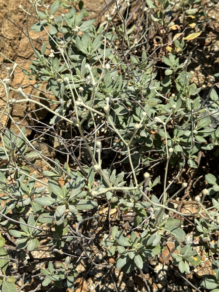 Eriogonum pendulum (Waldo wild buckwheat), native California shrub