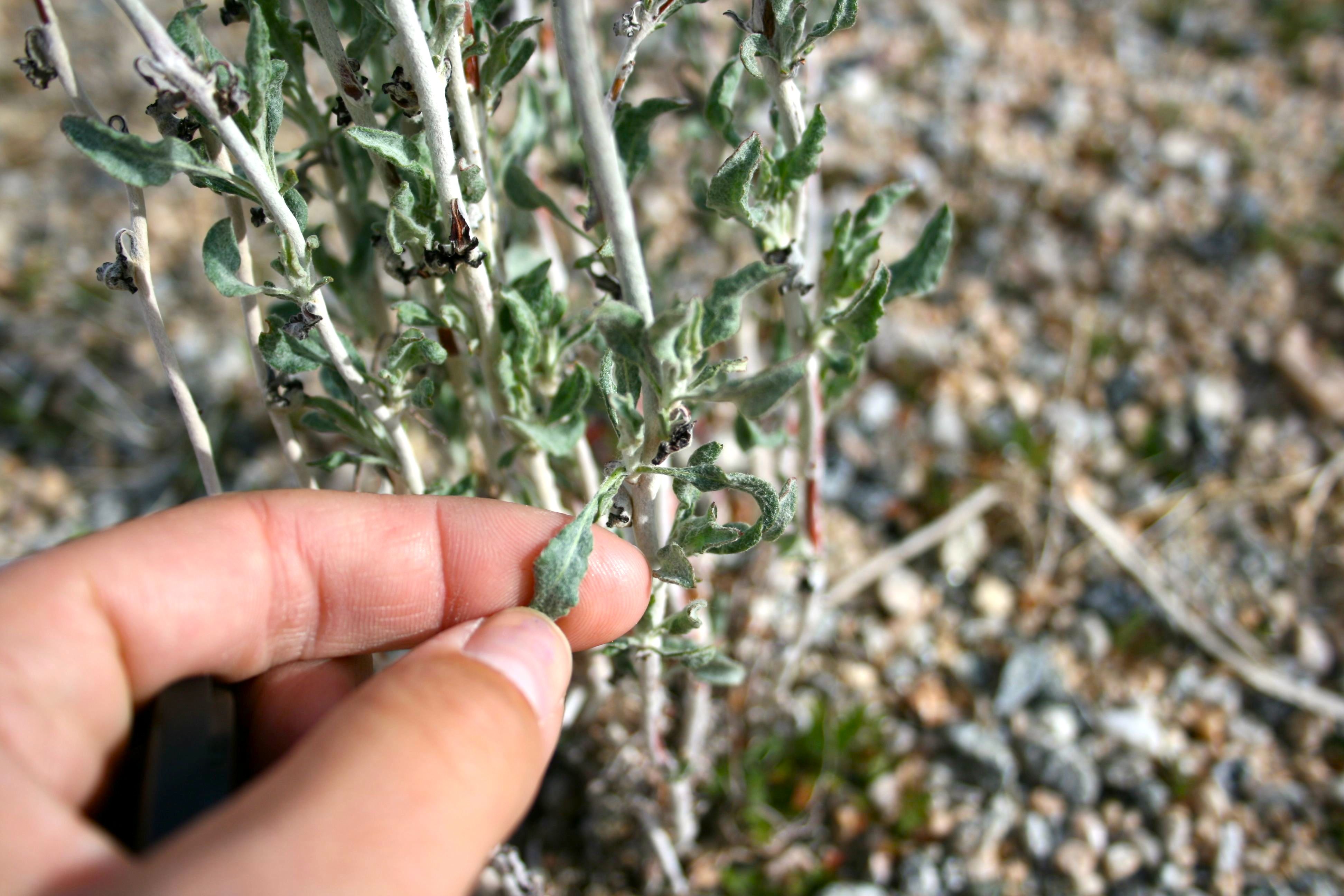 Eriogonum plumatella (Yucca wild buckwheat), native California shrub