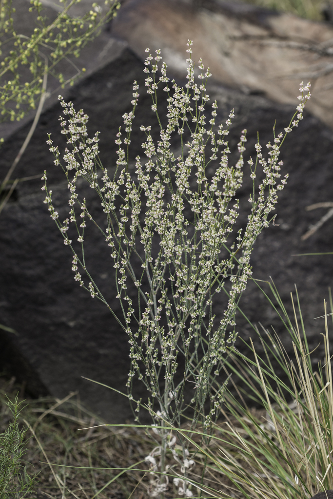 Eriogonum polycladon (Sorrel wild buckwheat), native California herb