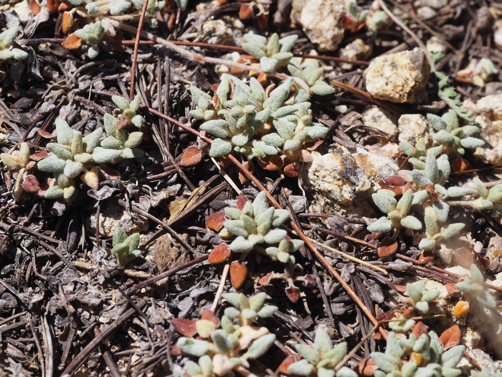 Eriogonum polypodum (Tulare county buckwheat), native California subshrub