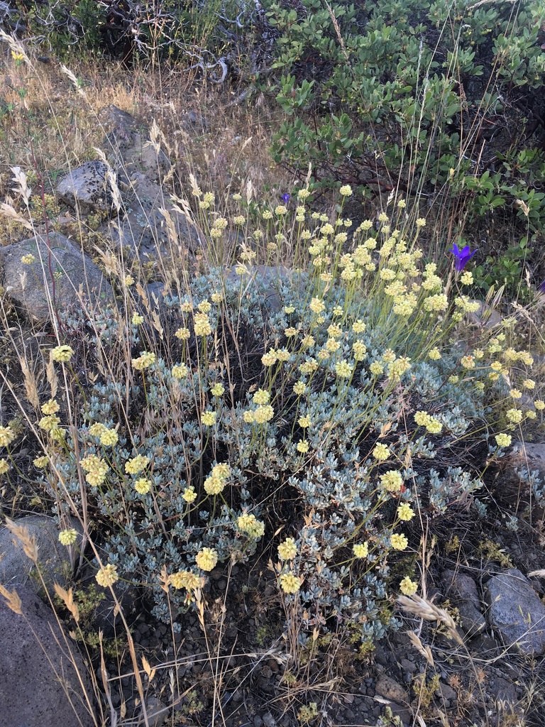 Eriogonum prattenianum — parent species of Eriogonum prattenianum var. prattenianum