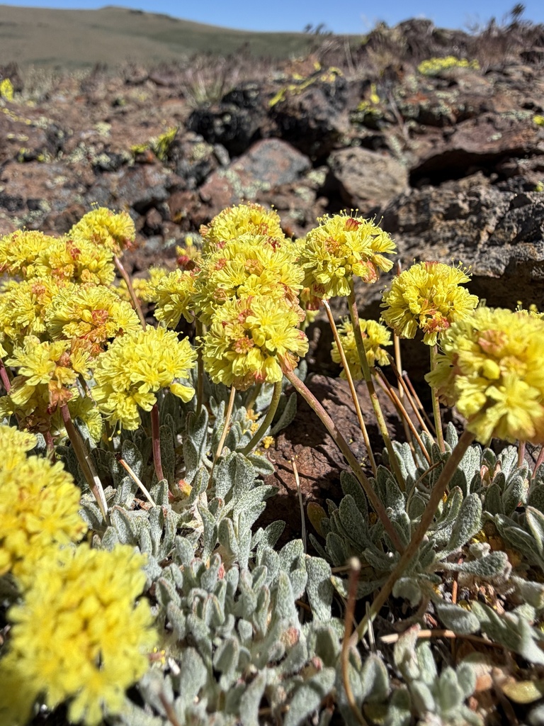 Eriogonum prociduum (Prostrate buckwheat), native California herb