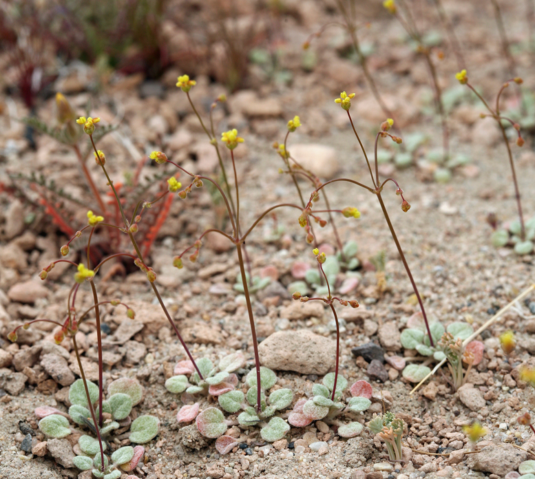 Eriogonum pusillum (Yellow turbans), native California herb