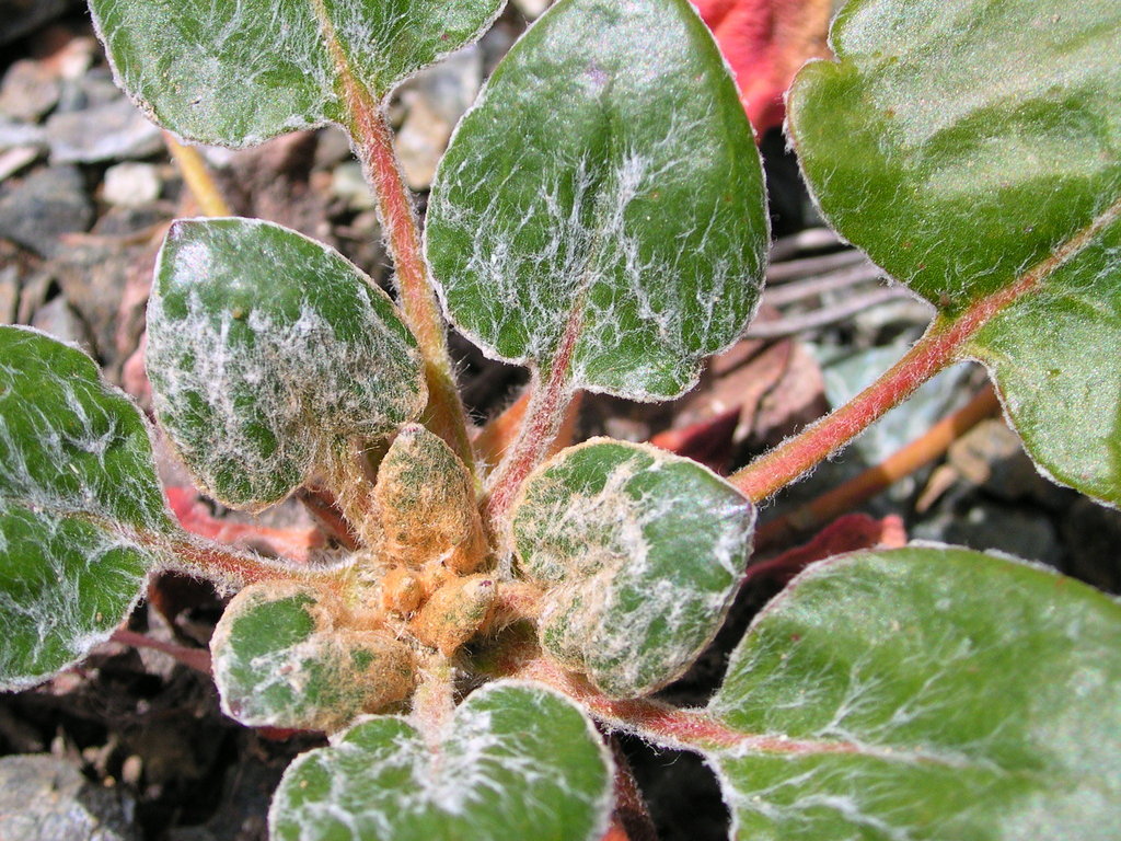 Eriogonum pyrolifolium var. coryphaeum (Hairy shasta wild buckwheat), native California subshrub