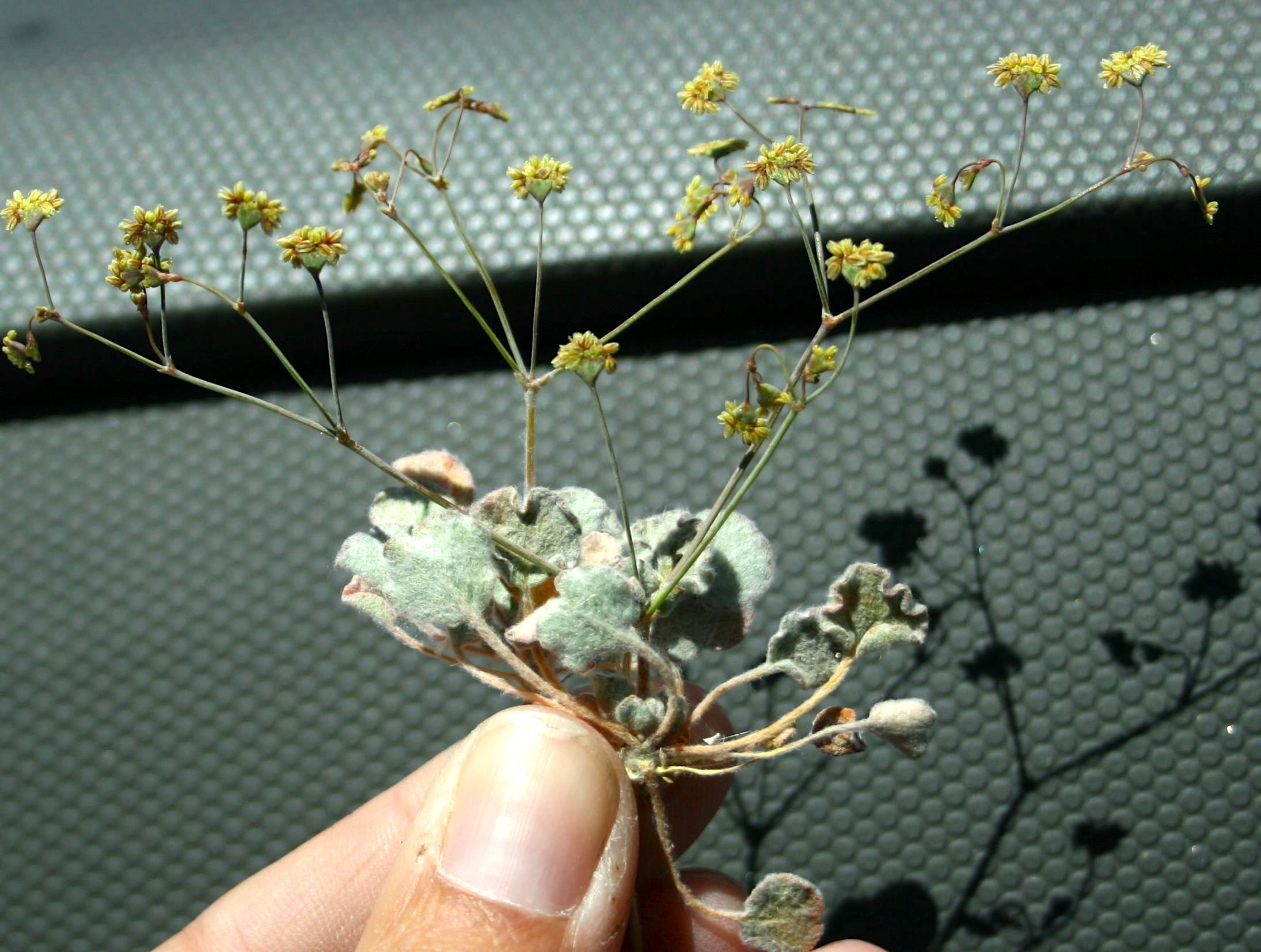 Eriogonum reniforme (Kidney-leaf wild buckwheat), native California herb