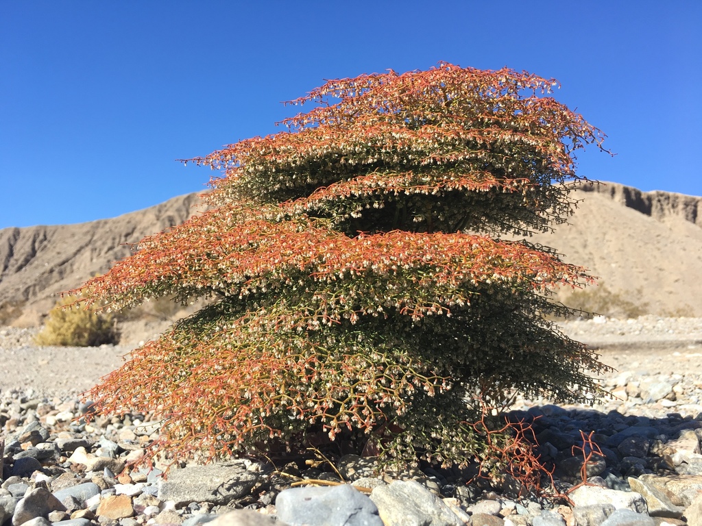 Eriogonum rixfordii (Pagoda wild buckwheat), native California herb