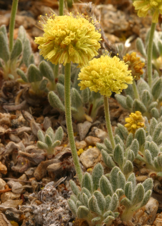 Eriogonum rosense var. rosense (Mount rose wild buckwheat), native California herb