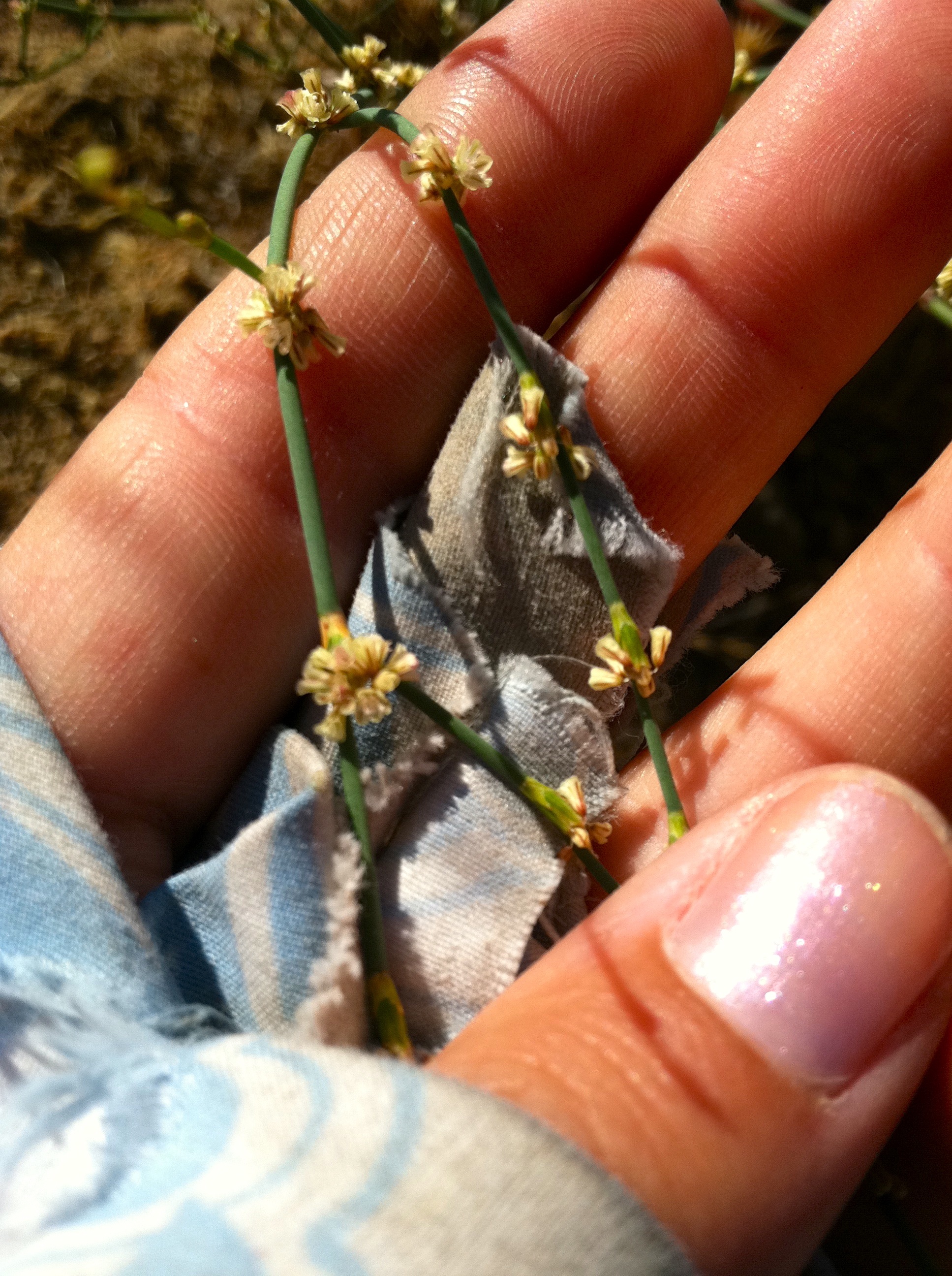 Eriogonum roseum (Wand wild buckwheat), native California herb