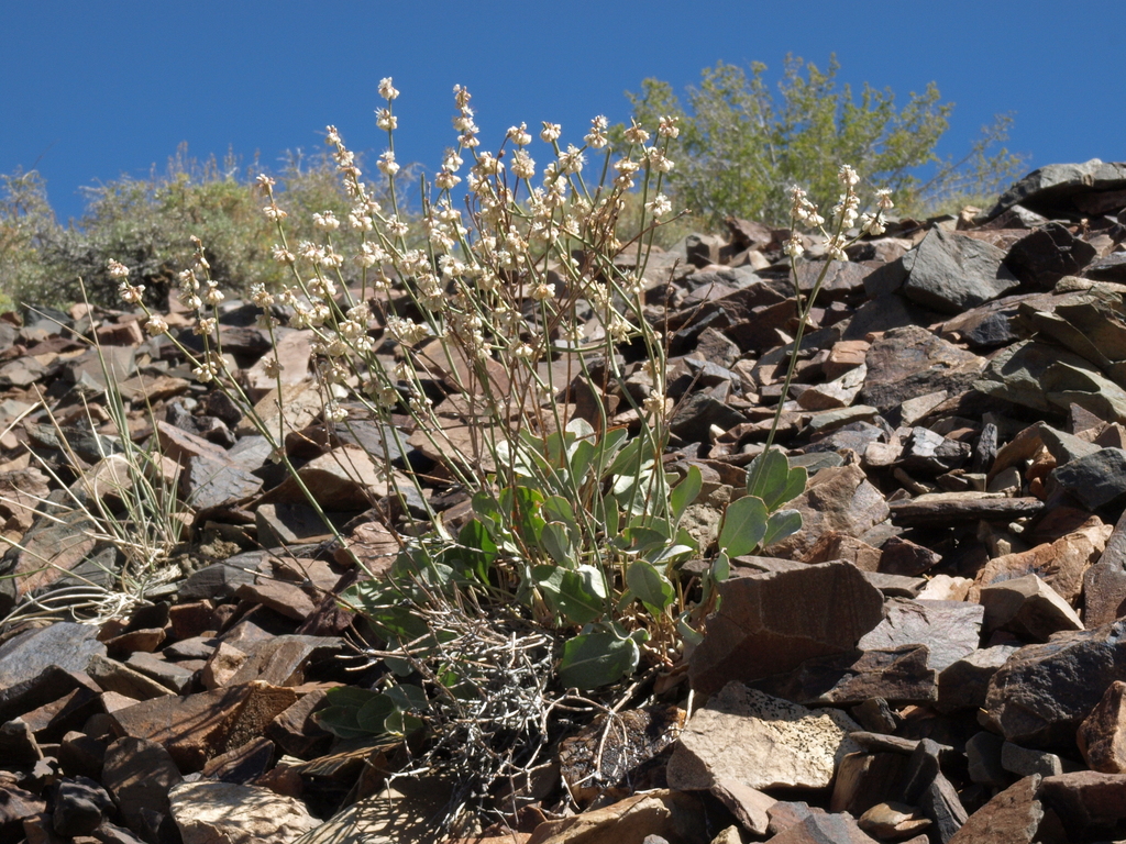 Eriogonum rupinum (Wyman creek wild buckwheat), native California herb