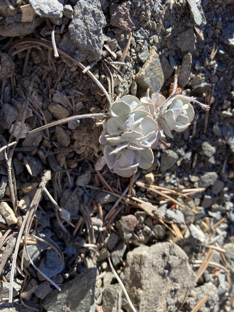 Eriogonum saxatile (Hoary wild buckwheat), native California subshrub