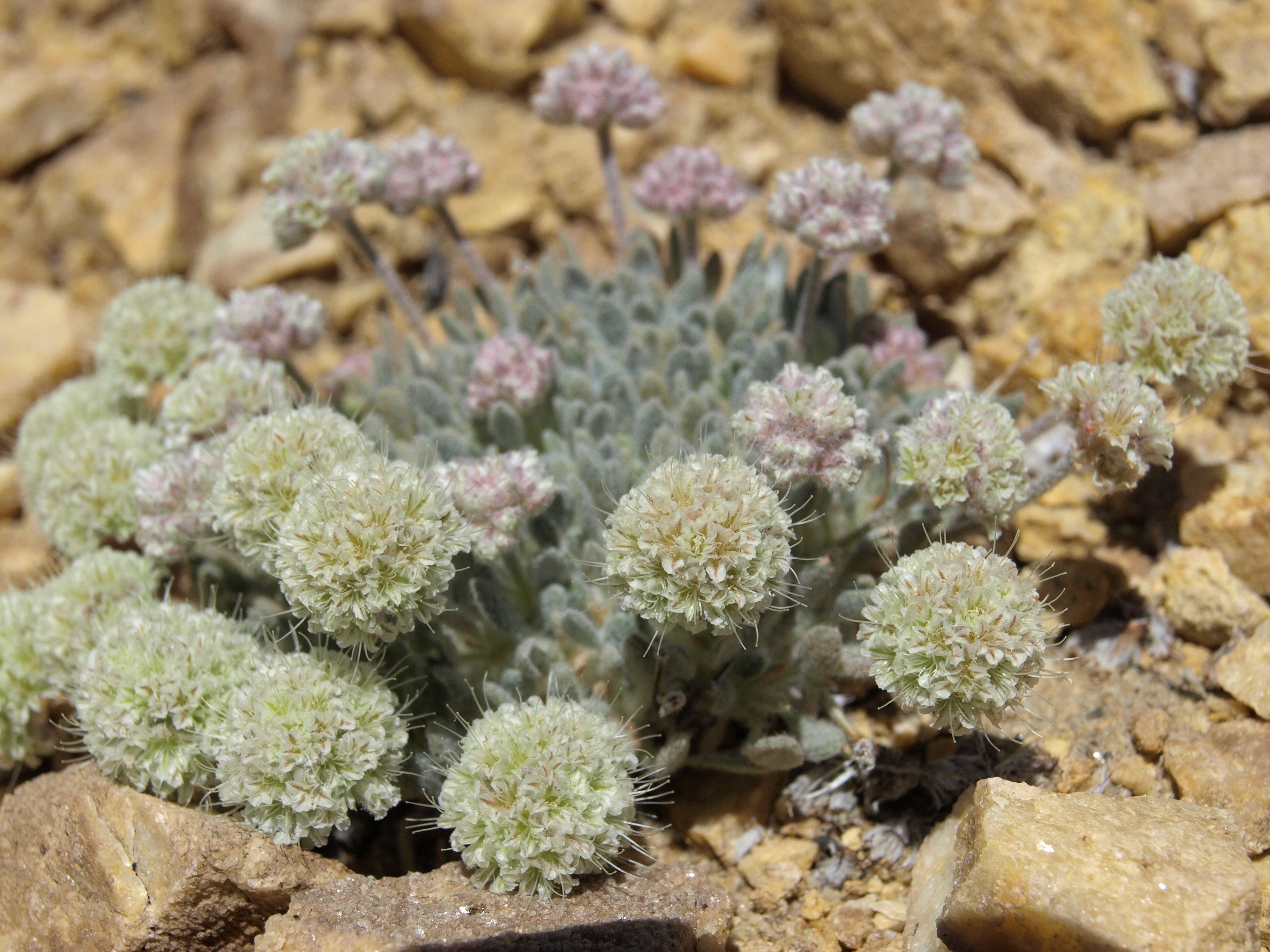 Eriogonum shockleyi var. shockleyi (Shockley's buckwheat), native California perennial