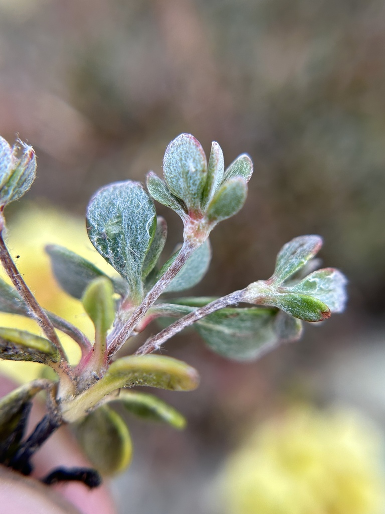 Eriogonum siskiyouense (Siskiyou buckwheat), native California subshrub