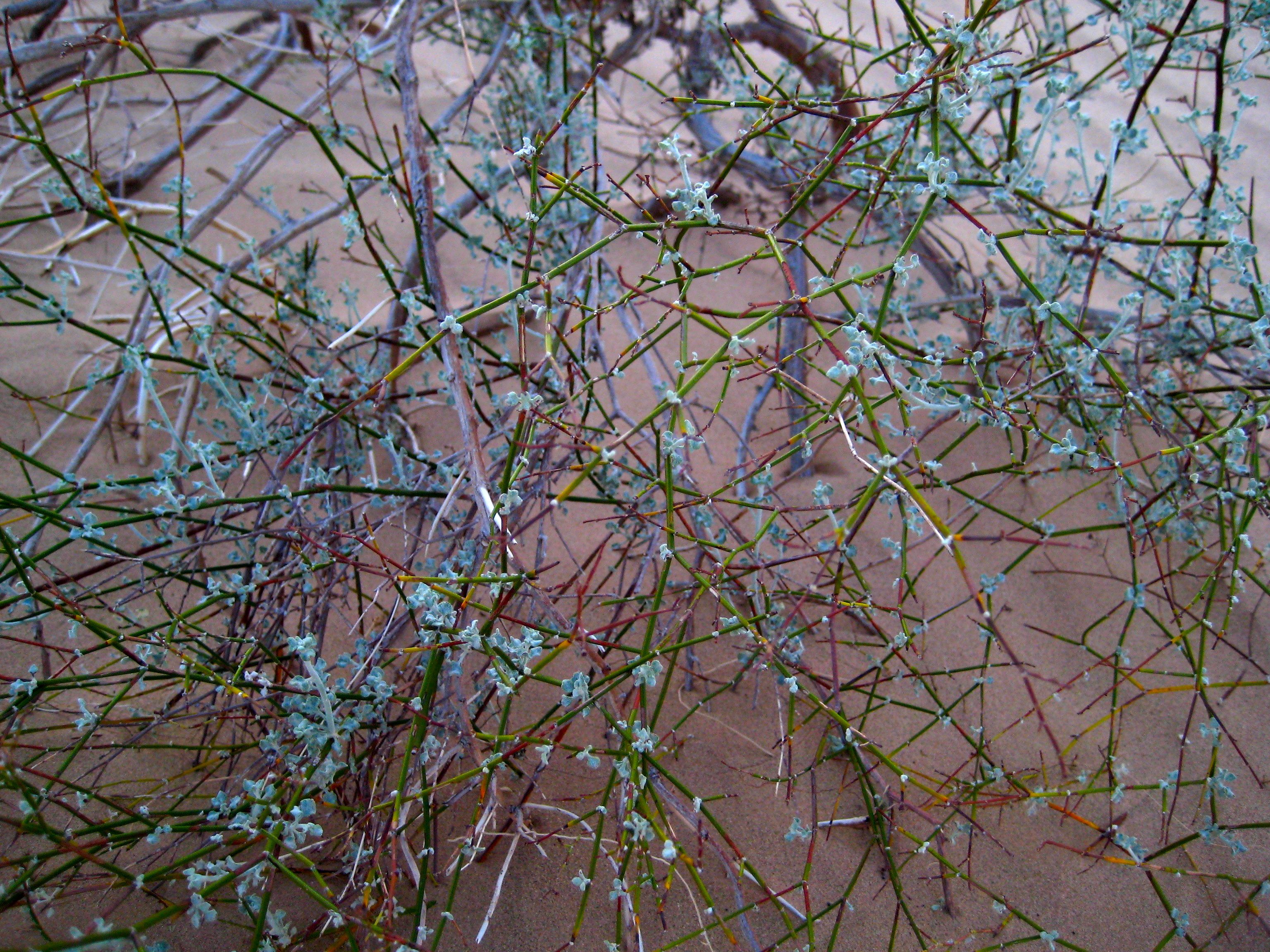 Eriogonum sp. (Wild buckwheat), non-native California annual