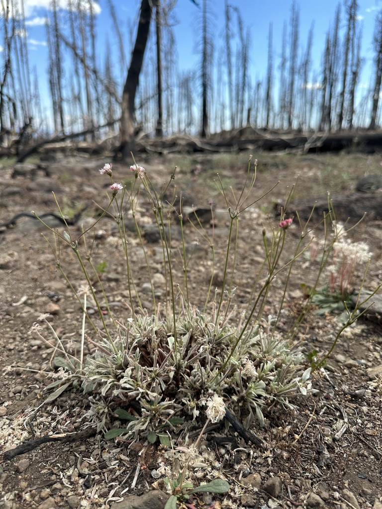 Eriogonum spectabile (Barron's buckwheat), native California shrub