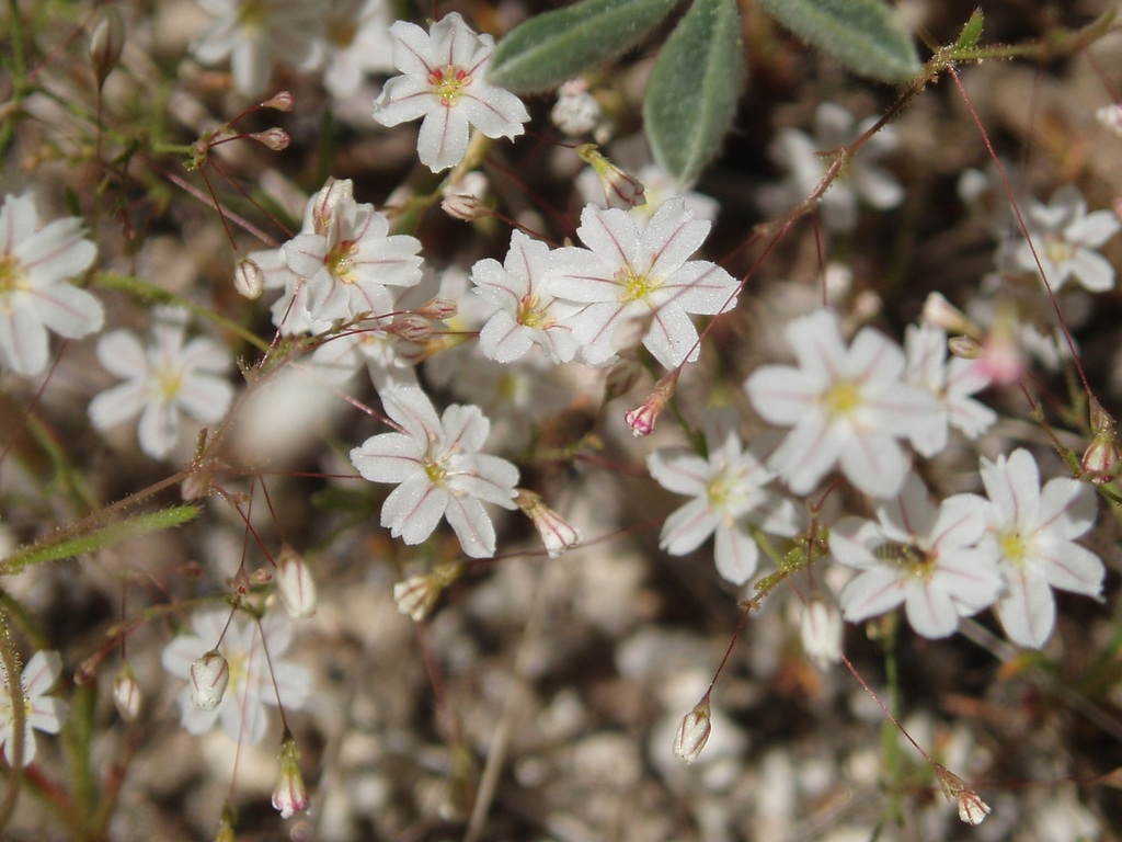 Eriogonum spergulinum var. pratense (Mountain meadow wild buckwheat), native California herb