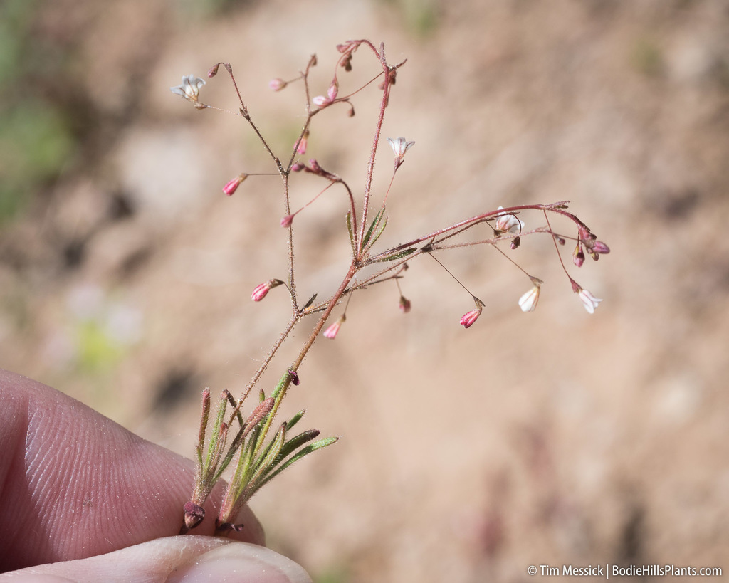 Eriogonum spergulinum var. reddingianum (Redding's wild buckwheat), native California herb