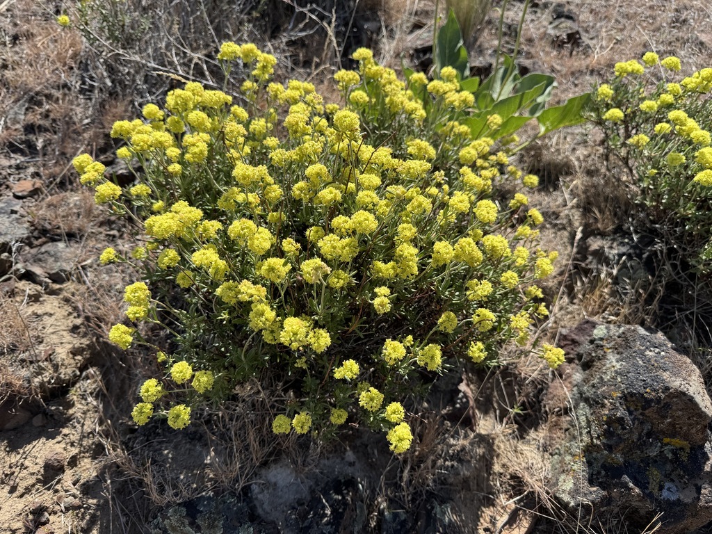 Eriogonum sphaerocephalum var. halimioides (Halimium wild buckwheat), native California shrub