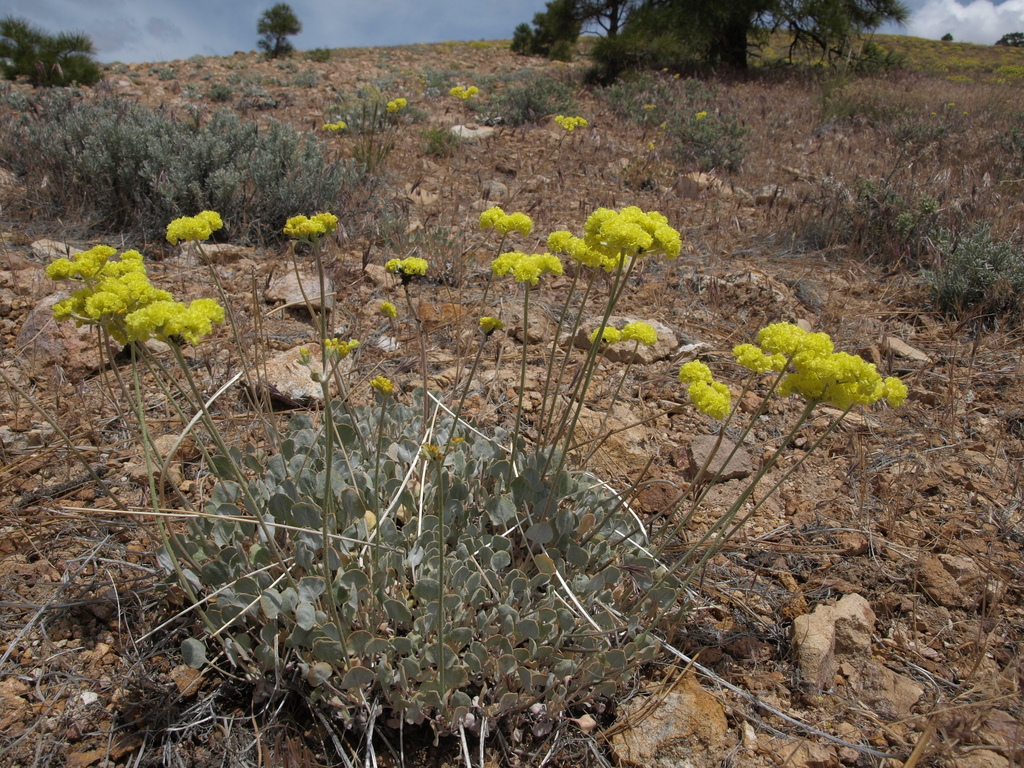 Eriogonum strictum var. anserinum (Goose lake wild buckwheat), native California subshrub