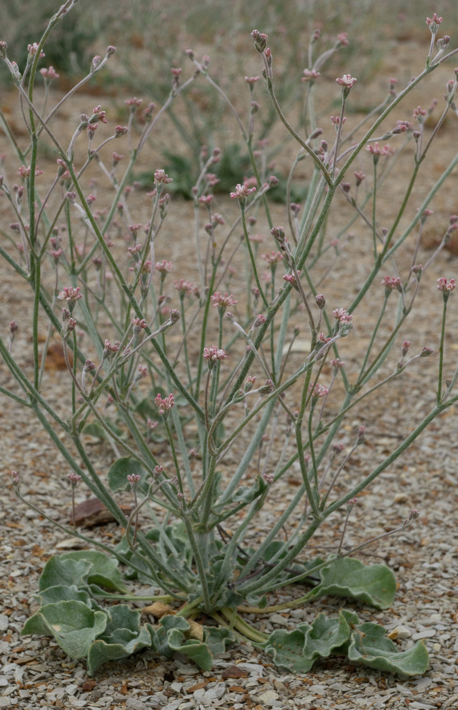 Eriogonum temblorense (Temblor buckwheat), native California herb
