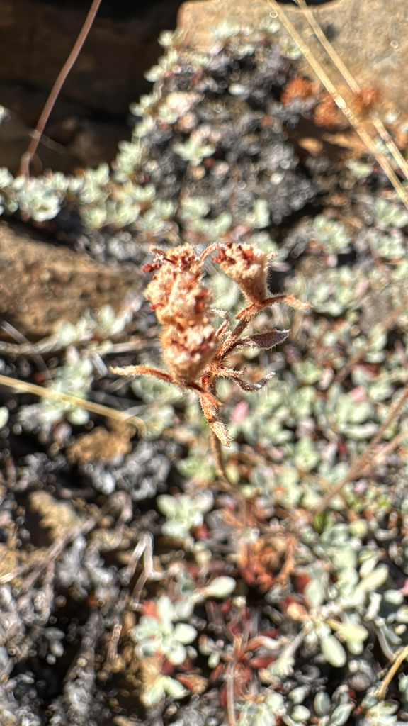Eriogonum ternatum (Ternate buckwheat), native California herb