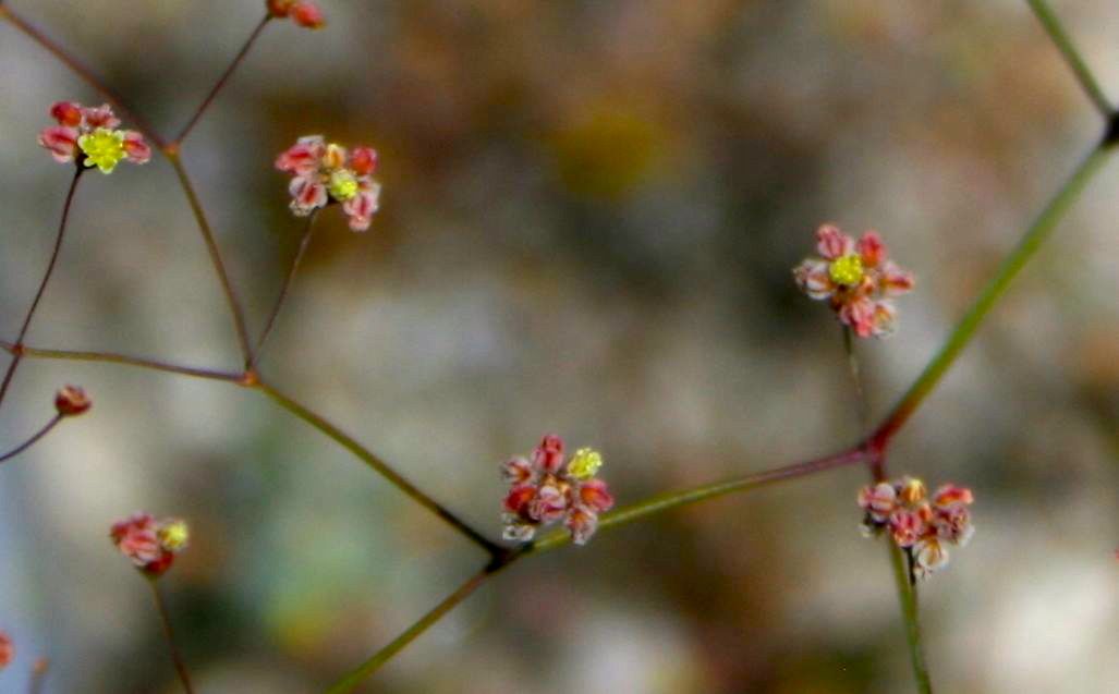 Eriogonum thomasii (Thomas' wild buckwheat), native California herb