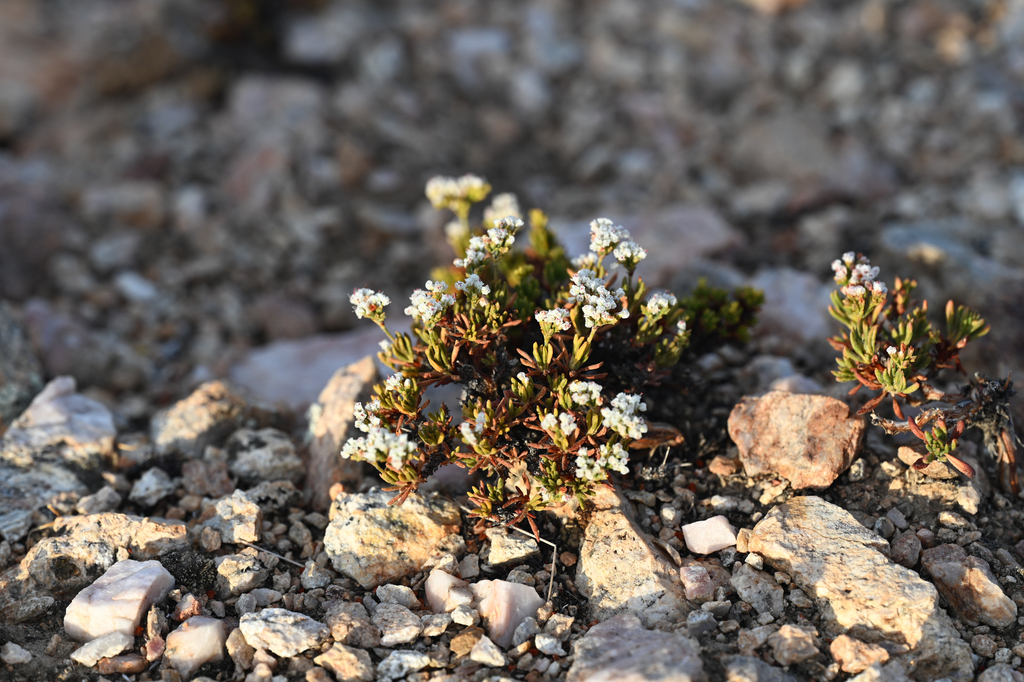Eriogonum thornei (Thorne's buckwheat), native California subshrub