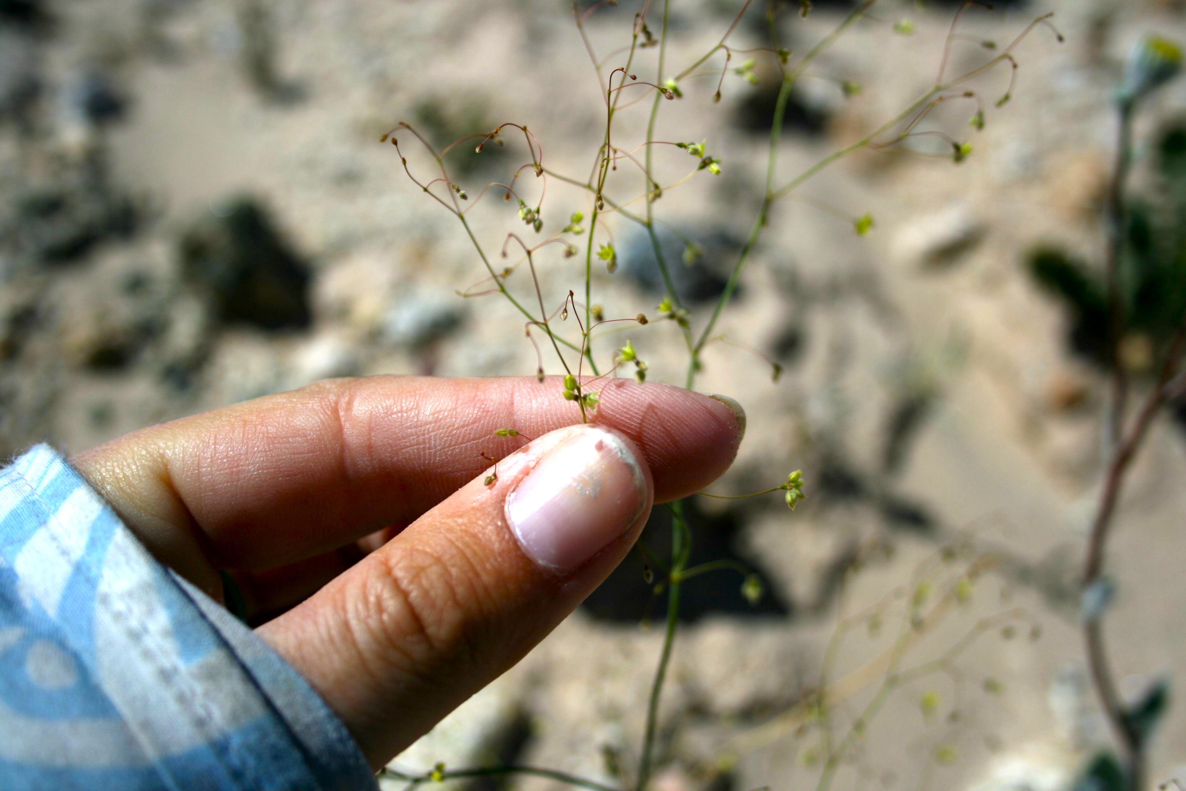 Eriogonum trichopes (Little desert trumpet), native California herb