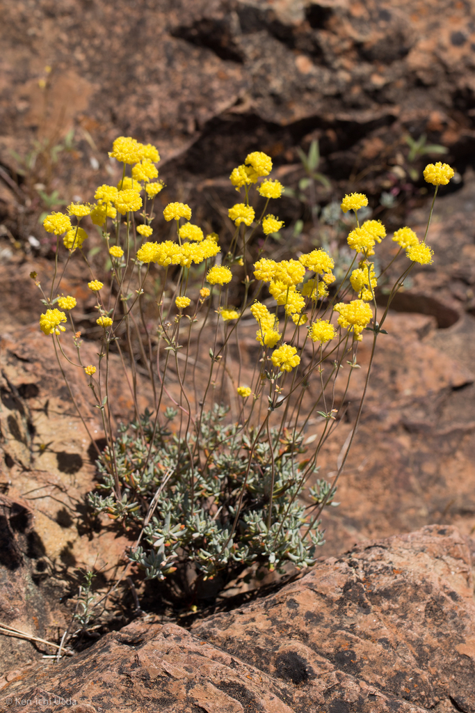 Eriogonum tripodum (Tripod buckwheat), native California shrub