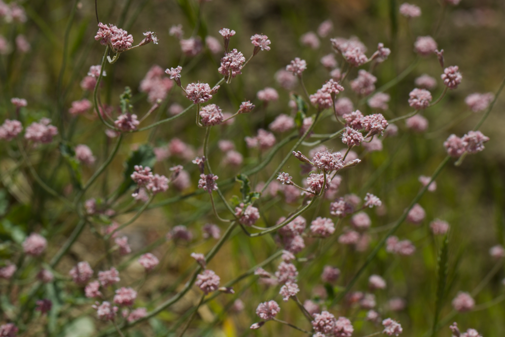 Eriogonum truncatum (Mount diablo buckwheat), native California herb